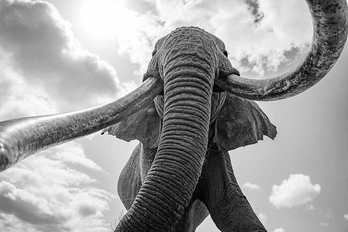 76 Breathtaking Wildlife Photos From The NPOTY People’s Choice Award Over The Years 76 Breathtaking Wildlife Photos From The NPOTY People’s Choice Award Over The Years