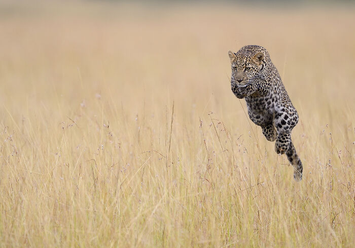 76 Breathtaking Wildlife Photos From The NPOTY People’s Choice Award Over The Years 76 Breathtaking Wildlife Photos From The NPOTY People’s Choice Award Over The Years