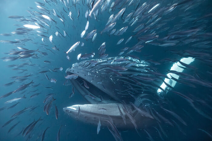 76 Breathtaking Wildlife Photos From The NPOTY People’s Choice Award Over The Years 76 Breathtaking Wildlife Photos From The NPOTY People’s Choice Award Over The Years