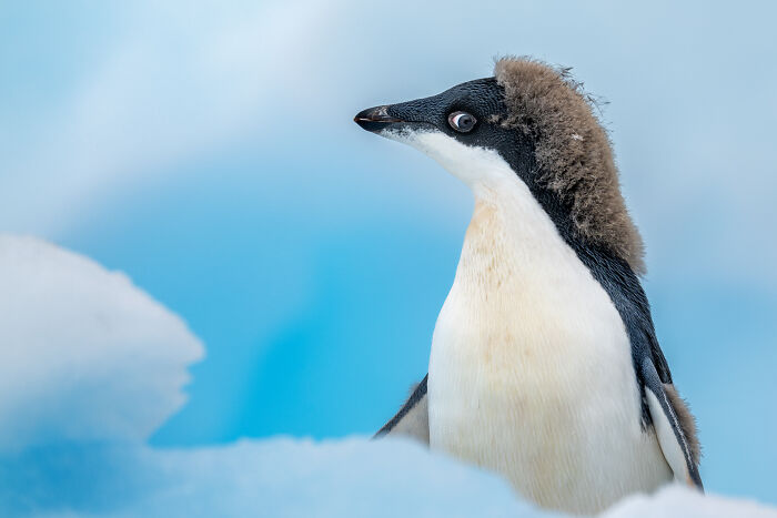 76 Breathtaking Wildlife Photos From The NPOTY People’s Choice Award Over The Years 76 Breathtaking Wildlife Photos From The NPOTY People’s Choice Award Over The Years