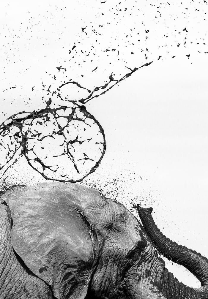 76 Breathtaking Wildlife Photos From The NPOTY People’s Choice Award Over The Years 76 Breathtaking Wildlife Photos From The NPOTY People’s Choice Award Over The Years