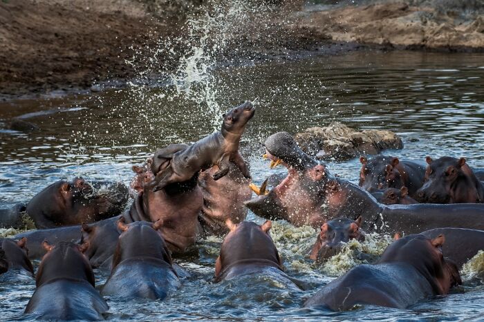 76 Breathtaking Wildlife Photos From The NPOTY People’s Choice Award Over The Years 76 Breathtaking Wildlife Photos From The NPOTY People’s Choice Award Over The Years
