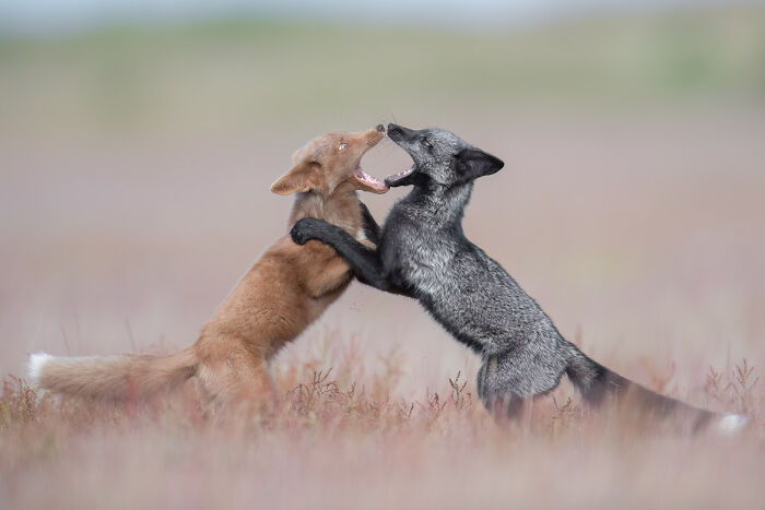 76 Breathtaking Wildlife Photos From The NPOTY People’s Choice Award Over The Years 76 Breathtaking Wildlife Photos From The NPOTY People’s Choice Award Over The Years