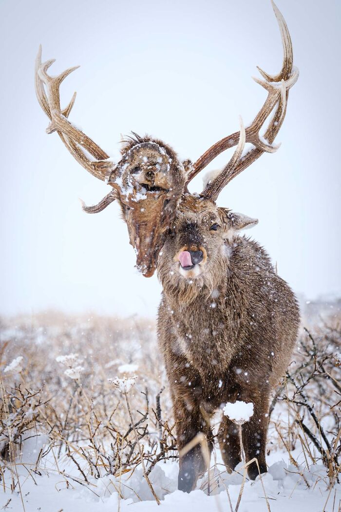 76 Breathtaking Wildlife Photos From The NPOTY People’s Choice Award Over The Years 76 Breathtaking Wildlife Photos From The NPOTY People’s Choice Award Over The Years