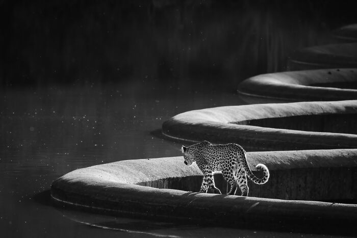 76 Breathtaking Wildlife Photos From The NPOTY People’s Choice Award Over The Years 76 Breathtaking Wildlife Photos From The NPOTY People’s Choice Award Over The Years