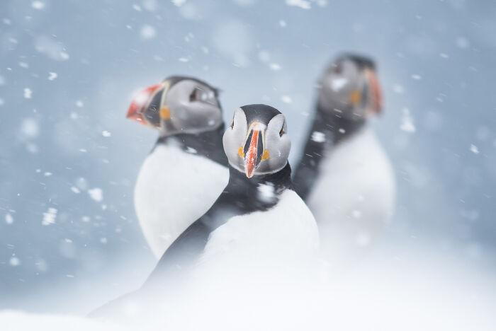 76 Breathtaking Wildlife Photos From The NPOTY People’s Choice Award Over The Years 76 Breathtaking Wildlife Photos From The NPOTY People’s Choice Award Over The Years