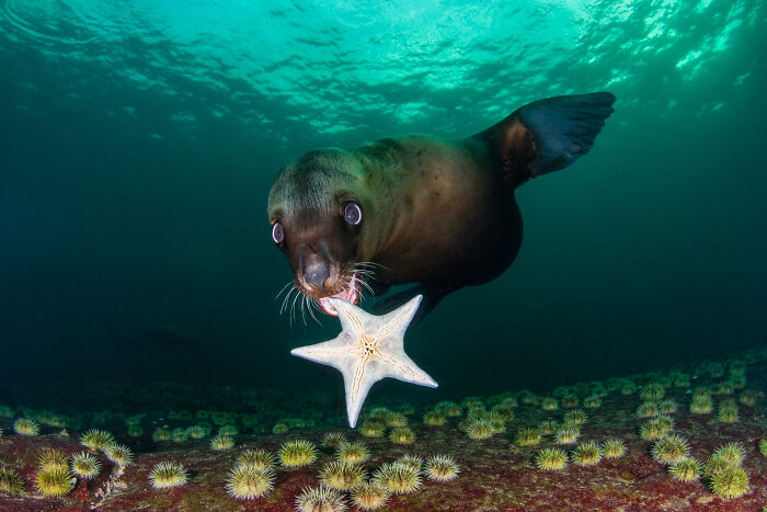 76 Breathtaking Wildlife Photos From The NPOTY People’s Choice Award Over The Years 76 Breathtaking Wildlife Photos From The NPOTY People’s Choice Award Over The Years