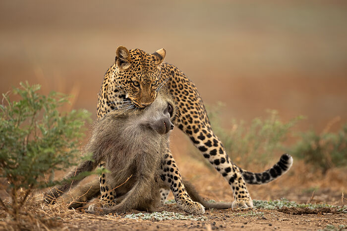 76 Breathtaking Wildlife Photos From The NPOTY People’s Choice Award Over The Years 76 Breathtaking Wildlife Photos From The NPOTY People’s Choice Award Over The Years