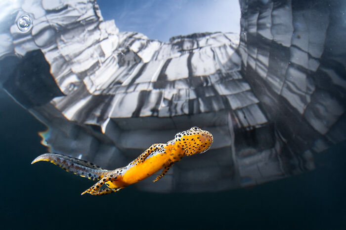 76 Breathtaking Wildlife Photos From The NPOTY People’s Choice Award Over The Years 76 Breathtaking Wildlife Photos From The NPOTY People’s Choice Award Over The Years