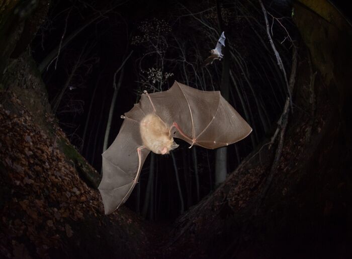 76 Breathtaking Wildlife Photos From The NPOTY People’s Choice Award Over The Years 76 Breathtaking Wildlife Photos From The NPOTY People’s Choice Award Over The Years