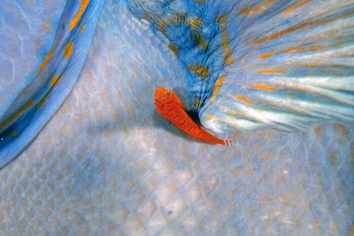 76 Breathtaking Wildlife Photos From The NPOTY People’s Choice Award Over The Years 76 Breathtaking Wildlife Photos From The NPOTY People’s Choice Award Over The Years