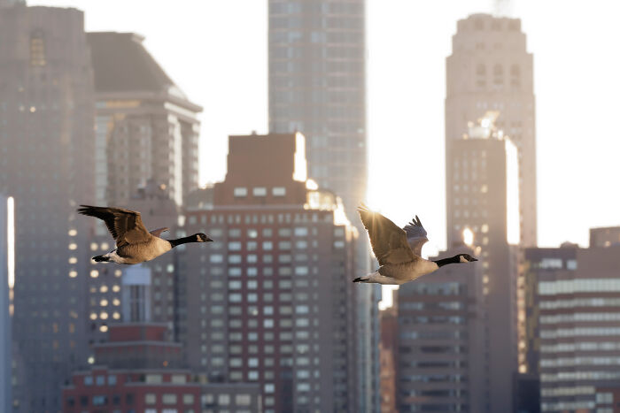76 Breathtaking Wildlife Photos From The NPOTY People’s Choice Award Over The Years 76 Breathtaking Wildlife Photos From The NPOTY People’s Choice Award Over The Years