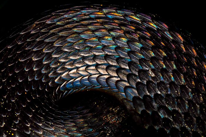76 Breathtaking Wildlife Photos From The NPOTY People’s Choice Award Over The Years 76 Breathtaking Wildlife Photos From The NPOTY People’s Choice Award Over The Years