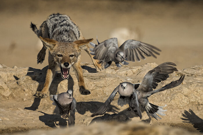 76 Breathtaking Wildlife Photos From The NPOTY People’s Choice Award Over The Years 76 Breathtaking Wildlife Photos From The NPOTY People’s Choice Award Over The Years
