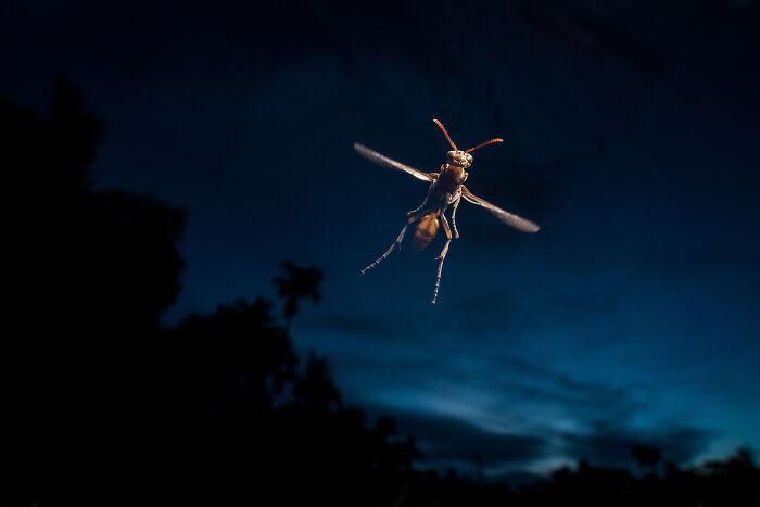 76 Breathtaking Wildlife Photos From The NPOTY People’s Choice Award Over The Years 76 Breathtaking Wildlife Photos From The NPOTY People’s Choice Award Over The Years