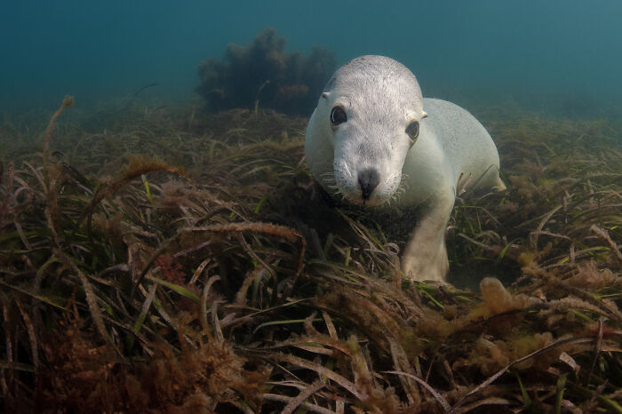 76 Breathtaking Wildlife Photos From The NPOTY People’s Choice Award Over The Years 76 Breathtaking Wildlife Photos From The NPOTY People’s Choice Award Over The Years