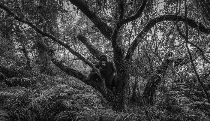 76 Breathtaking Wildlife Photos From The NPOTY People’s Choice Award Over The Years 76 Breathtaking Wildlife Photos From The NPOTY People’s Choice Award Over The Years