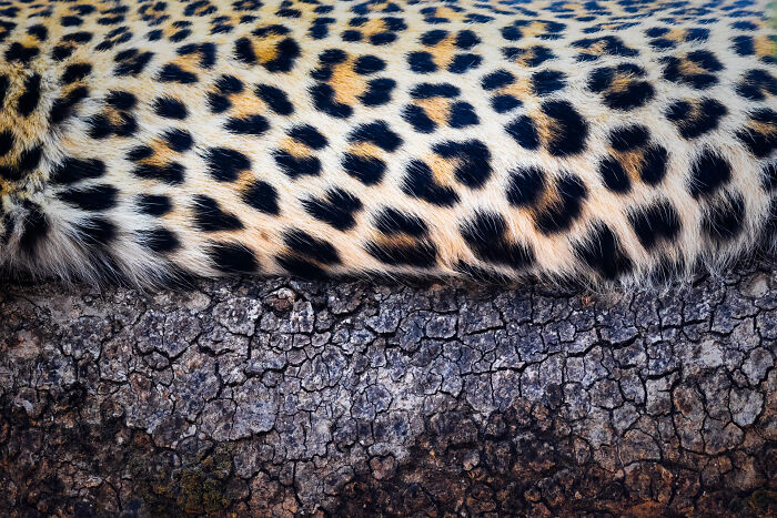 76 Breathtaking Wildlife Photos From The NPOTY People’s Choice Award Over The Years 76 Breathtaking Wildlife Photos From The NPOTY People’s Choice Award Over The Years