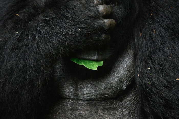 76 Breathtaking Wildlife Photos From The NPOTY People’s Choice Award Over The Years 76 Breathtaking Wildlife Photos From The NPOTY People’s Choice Award Over The Years