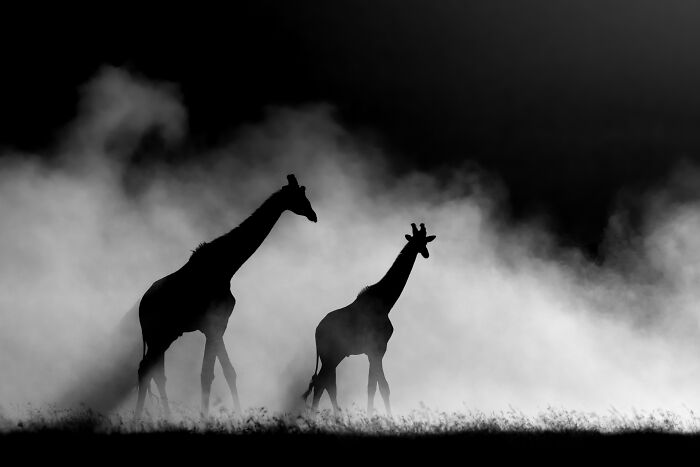76 Breathtaking Wildlife Photos From The NPOTY People’s Choice Award Over The Years 76 Breathtaking Wildlife Photos From The NPOTY People’s Choice Award Over The Years