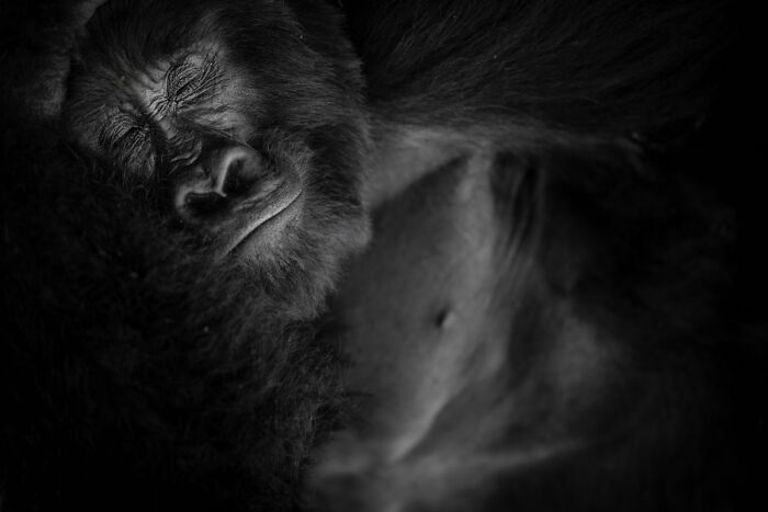 76 Breathtaking Wildlife Photos From The NPOTY People’s Choice Award Over The Years 76 Breathtaking Wildlife Photos From The NPOTY People’s Choice Award Over The Years
