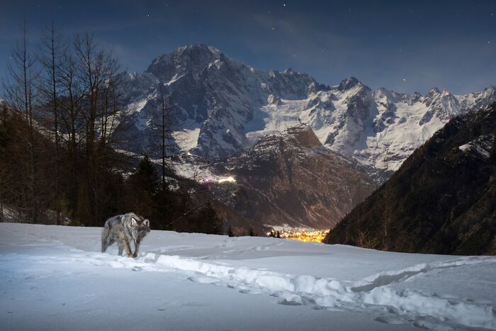76 Breathtaking Wildlife Photos From The NPOTY People’s Choice Award Over The Years 76 Breathtaking Wildlife Photos From The NPOTY People’s Choice Award Over The Years