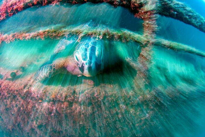 76 Breathtaking Wildlife Photos From The NPOTY People’s Choice Award Over The Years 76 Breathtaking Wildlife Photos From The NPOTY People’s Choice Award Over The Years