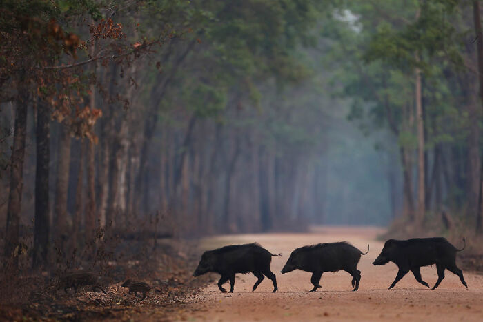 76 Breathtaking Wildlife Photos From The NPOTY People’s Choice Award Over The Years 76 Breathtaking Wildlife Photos From The NPOTY People’s Choice Award Over The Years