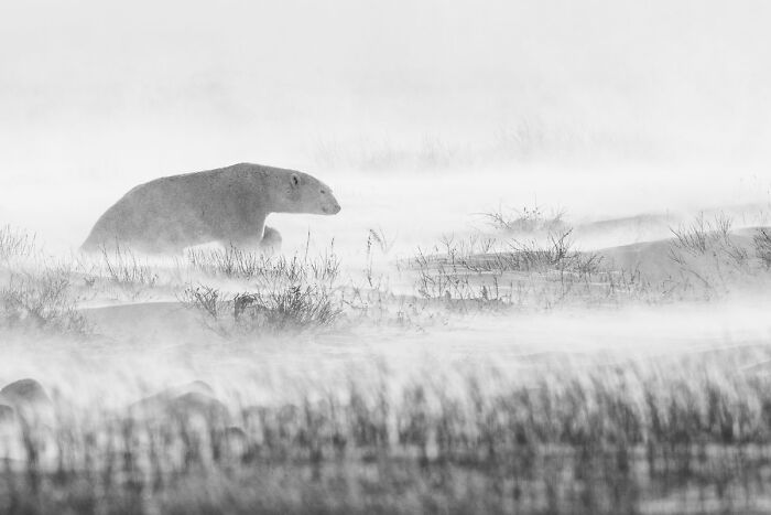 76 Breathtaking Wildlife Photos From The NPOTY People’s Choice Award Over The Years 76 Breathtaking Wildlife Photos From The NPOTY People’s Choice Award Over The Years