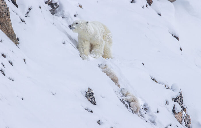 76 Breathtaking Wildlife Photos From The NPOTY People’s Choice Award Over The Years 76 Breathtaking Wildlife Photos From The NPOTY People’s Choice Award Over The Years