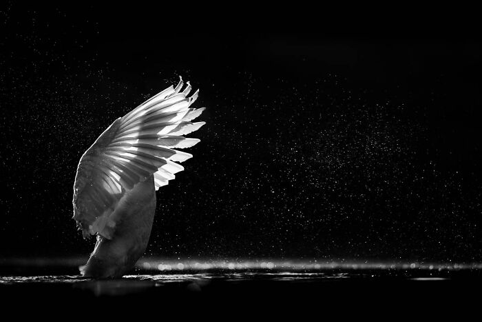 76 Breathtaking Wildlife Photos From The NPOTY People’s Choice Award Over The Years 76 Breathtaking Wildlife Photos From The NPOTY People’s Choice Award Over The Years
