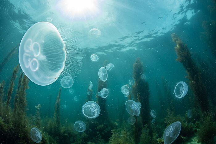 76 Breathtaking Wildlife Photos From The NPOTY People’s Choice Award Over The Years 76 Breathtaking Wildlife Photos From The NPOTY People’s Choice Award Over The Years