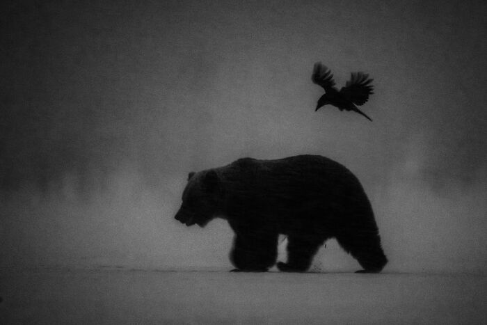 76 Breathtaking Wildlife Photos From The NPOTY People’s Choice Award Over The Years 76 Breathtaking Wildlife Photos From The NPOTY People’s Choice Award Over The Years