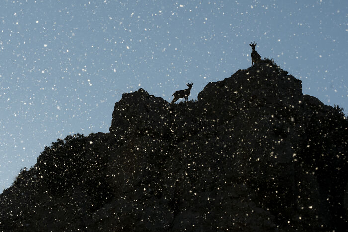 76 Breathtaking Wildlife Photos From The NPOTY People’s Choice Award Over The Years 76 Breathtaking Wildlife Photos From The NPOTY People’s Choice Award Over The Years