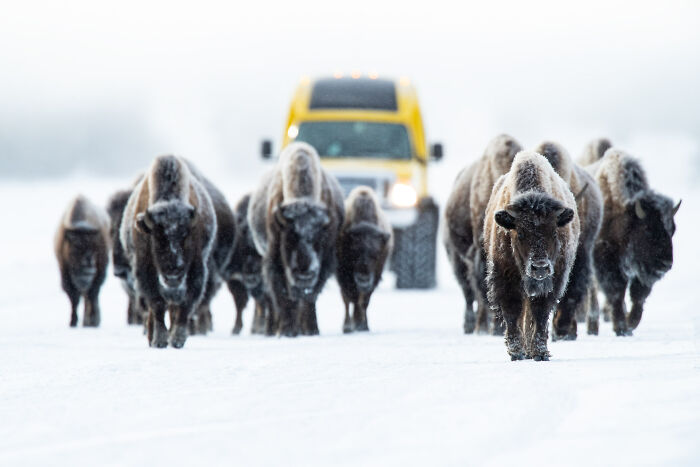 76 Breathtaking Wildlife Photos From The NPOTY People’s Choice Award Over The Years 76 Breathtaking Wildlife Photos From The NPOTY People’s Choice Award Over The Years