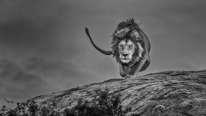 76 Breathtaking Wildlife Photos From The NPOTY People’s Choice Award Over The Years 76 Breathtaking Wildlife Photos From The NPOTY People’s Choice Award Over The Years