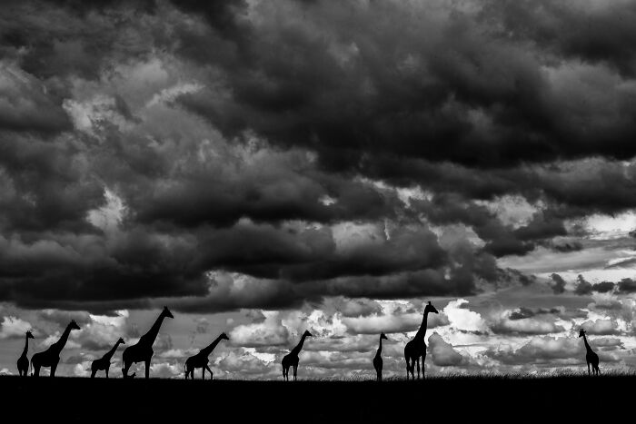 76 Breathtaking Wildlife Photos From The NPOTY People’s Choice Award Over The Years 76 Breathtaking Wildlife Photos From The NPOTY People’s Choice Award Over The Years
