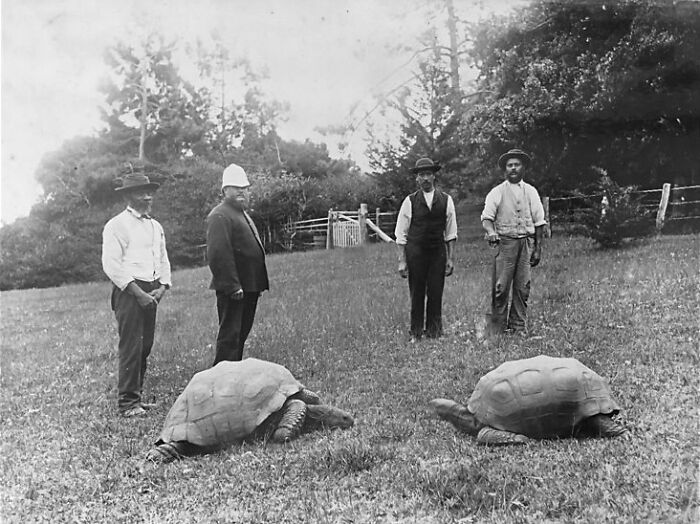 Jonathan, The World’s Oldest Living Tortoise Is Still Enjoying Life On Saint Helena At 194 Years Old Jonathan, The World’s Oldest Living Tortoise Is Still Enjoying Life On Saint Helena At 194 Years Old