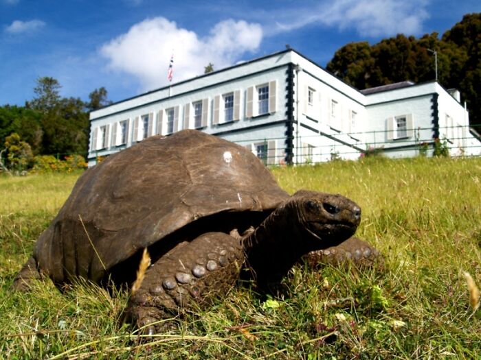 Jonathan, The World’s Oldest Living Tortoise Is Still Enjoying Life On Saint Helena At 194 Years Old Jonathan, The World’s Oldest Living Tortoise Is Still Enjoying Life On Saint Helena At 194 Years Old