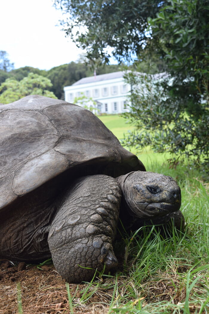 Jonathan, The World’s Oldest Living Tortoise Is Still Enjoying Life On Saint Helena At 194 Years Old Jonathan, The World’s Oldest Living Tortoise Is Still Enjoying Life On Saint Helena At 194 Years Old