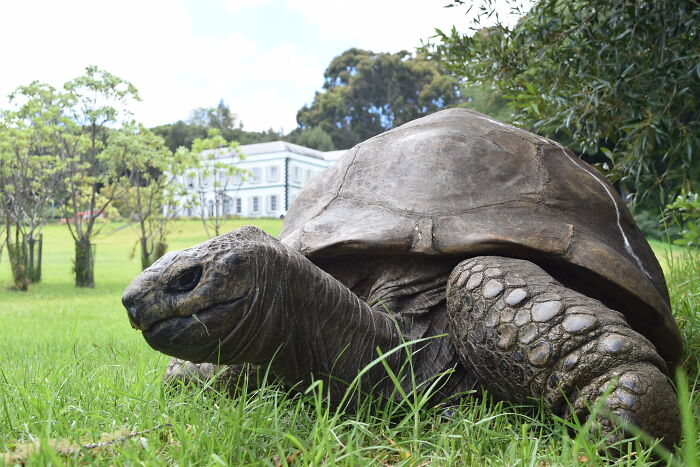 Jonathan, The World’s Oldest Living Tortoise Is Still Enjoying Life On Saint Helena At 194 Years Old Jonathan, The World’s Oldest Living Tortoise Is Still Enjoying Life On Saint Helena At 194 Years Old