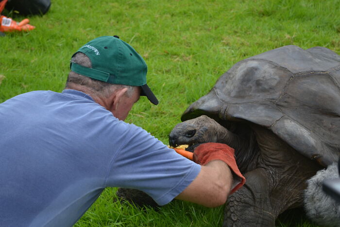 Jonathan, The World’s Oldest Living Tortoise Is Still Enjoying Life On Saint Helena At 194 Years Old Jonathan, The World’s Oldest Living Tortoise Is Still Enjoying Life On Saint Helena At 194 Years Old