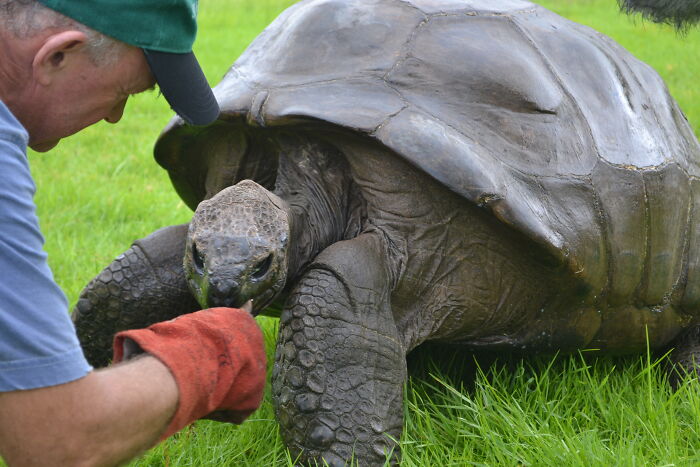 Jonathan, The World’s Oldest Living Tortoise Is Still Enjoying Life On Saint Helena At 194 Years Old Jonathan, The World’s Oldest Living Tortoise Is Still Enjoying Life On Saint Helena At 194 Years Old