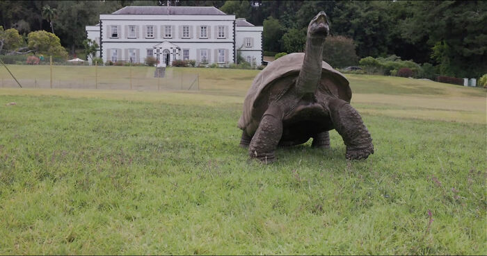 Jonathan, The World’s Oldest Living Tortoise Is Still Enjoying Life On Saint Helena At 194 Years Old Jonathan, The World’s Oldest Living Tortoise Is Still Enjoying Life On Saint Helena At 194 Years Old
