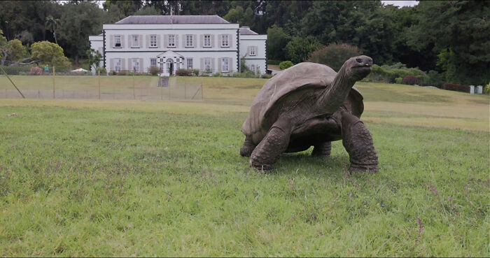 Jonathan, The World’s Oldest Living Tortoise Is Still Enjoying Life On Saint Helena At 194 Years Old Jonathan, The World’s Oldest Living Tortoise Is Still Enjoying Life On Saint Helena At 194 Years Old
