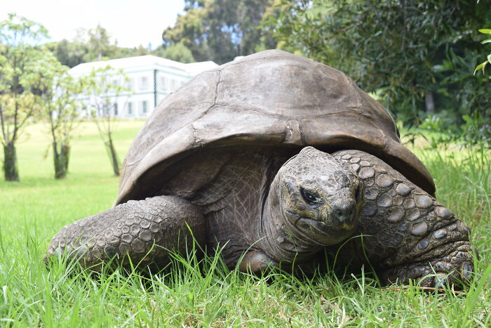 Jonathan, The World’s Oldest Living Tortoise Is Still Enjoying Life On Saint Helena At 194 Years Old Jonathan, The World’s Oldest Living Tortoise Is Still Enjoying Life On Saint Helena At 194 Years Old