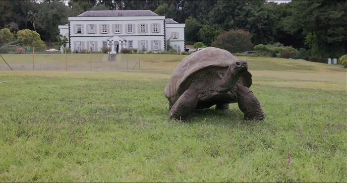 Jonathan, The World’s Oldest Living Tortoise Is Still Enjoying Life On Saint Helena At 194 Years Old Jonathan, The World’s Oldest Living Tortoise Is Still Enjoying Life On Saint Helena At 194 Years Old