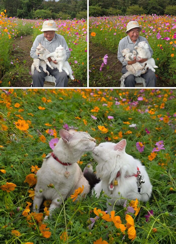 This Grandpa Takes His Adorable Cats To Lovely Scenery, But They Keep Fighting Instead Of Posing (20 Pics) This Grandpa Takes His Adorable Cats To Lovely Scenery, But They Keep Fighting Instead Of Posing (20 Pics)