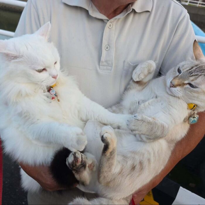 This Grandpa Takes His Adorable Cats To Lovely Scenery, But They Keep Fighting Instead Of Posing (20 Pics) This Grandpa Takes His Adorable Cats To Lovely Scenery, But They Keep Fighting Instead Of Posing (20 Pics)