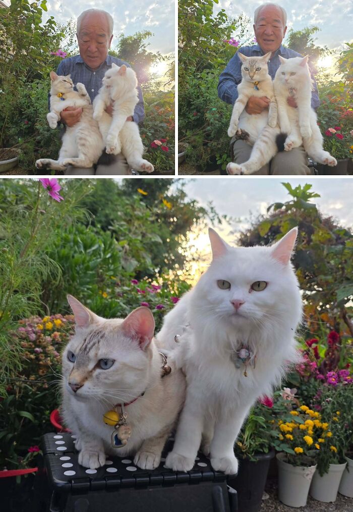 This Grandpa Takes His Adorable Cats To Lovely Scenery, But They Keep Fighting Instead Of Posing (20 Pics) This Grandpa Takes His Adorable Cats To Lovely Scenery, But They Keep Fighting Instead Of Posing (20 Pics)